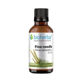 Bioherba Erdeifenyő-hajtás tinktúra cseppek – 50 ml kép