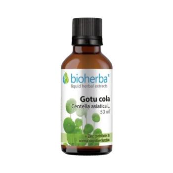 Gotu Kola cseppek – tinktúra – 50 ml – Bioherba kép
